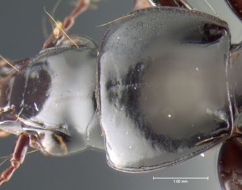 Media type: image;   Entomology 16438 Aspect: pronotum dorsal